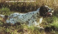 Setter Anglais SWANN DE L'ECHO DE LA FORET Setter Anglais SWANN DE L'ECHO DE LA FORET
